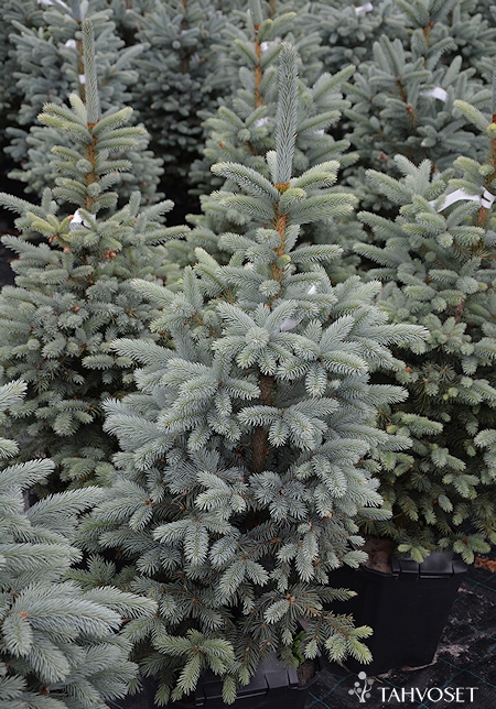 Picea pungens 'Baby Blue', sinikuusi